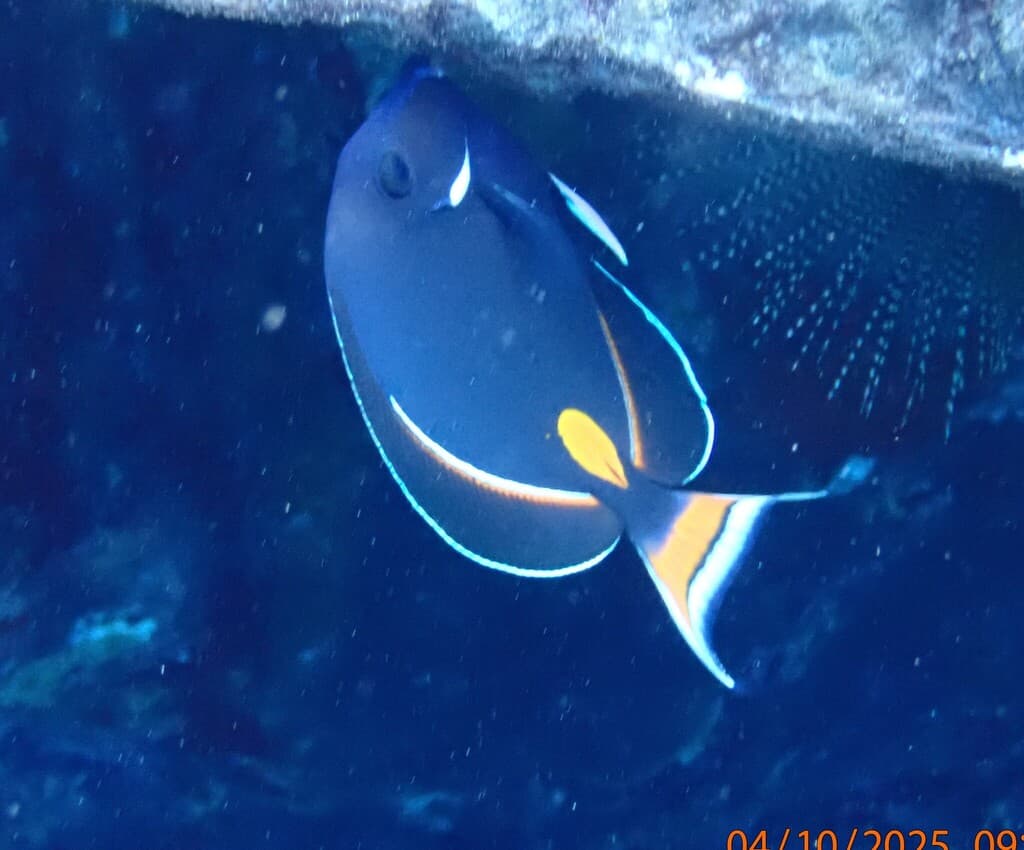 Achilles Tang in a marine aquarium
