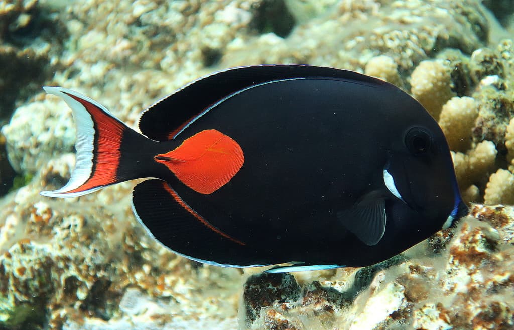 Achilles Tang in a marine aquarium