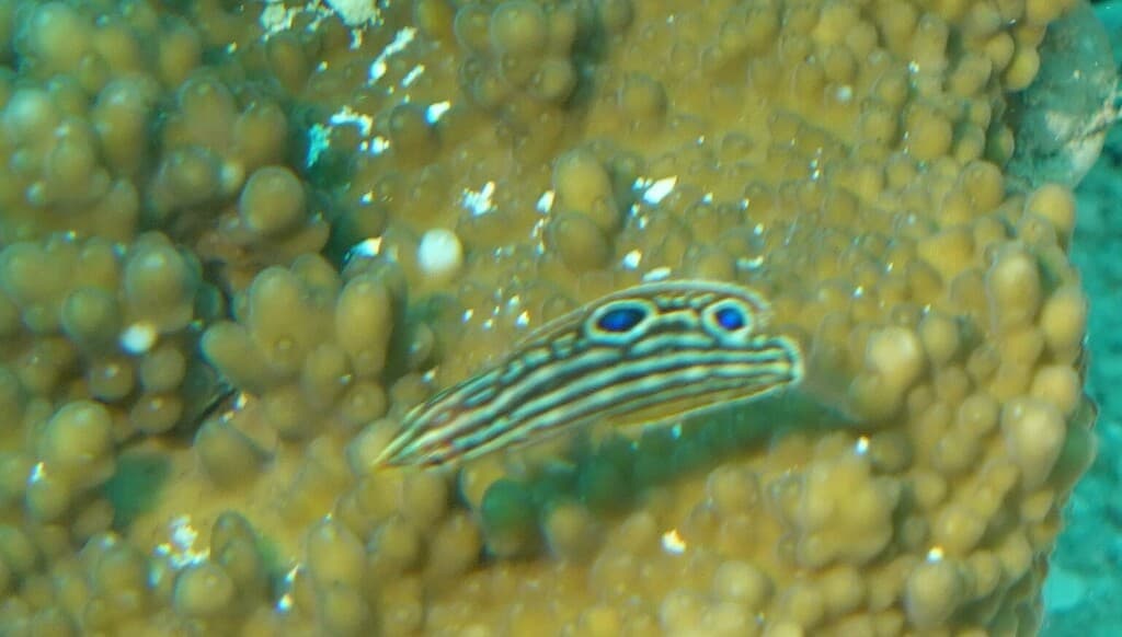 Adorned Wrasse in a marine aquarium