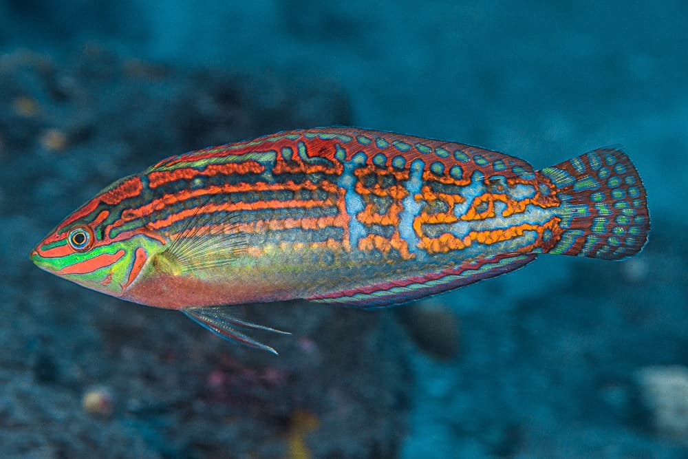 Adorned Wrasse in a marine aquarium