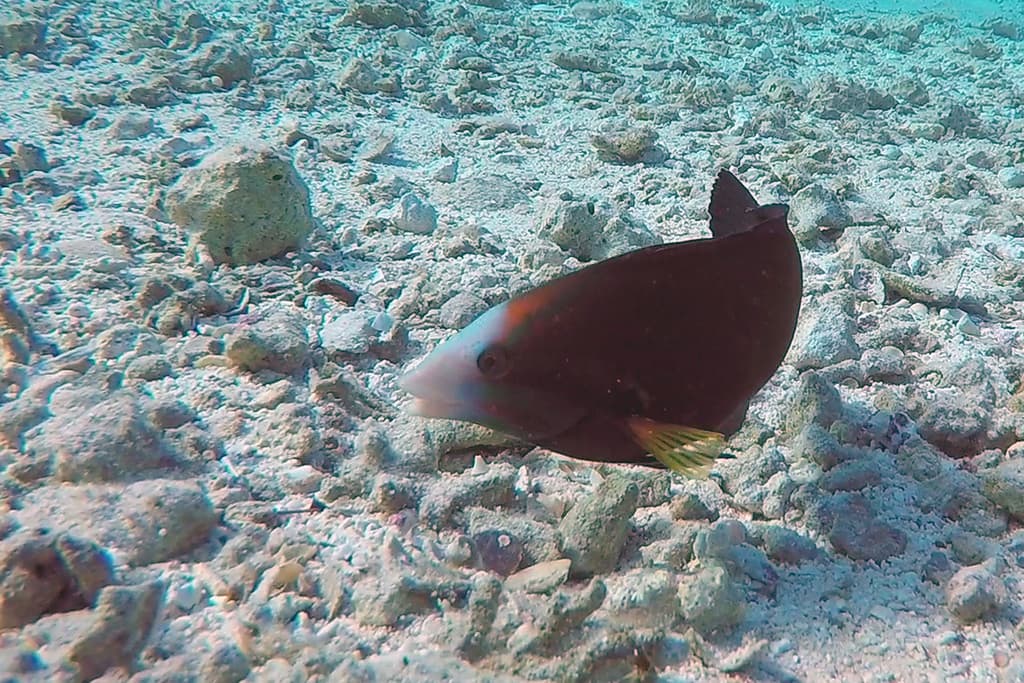 African Coris in a marine aquarium