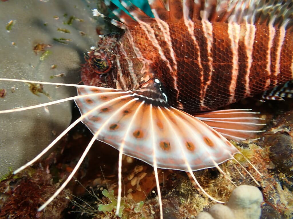African Lionfish in a marine aquarium