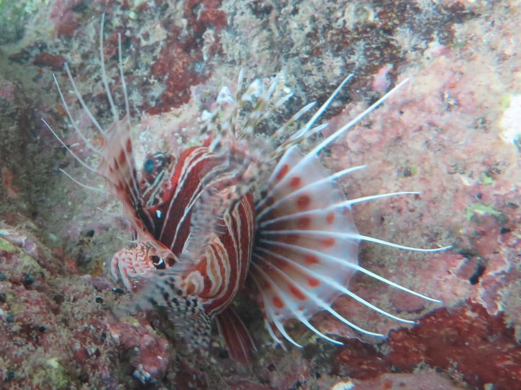 African Lionfish in a marine aquarium