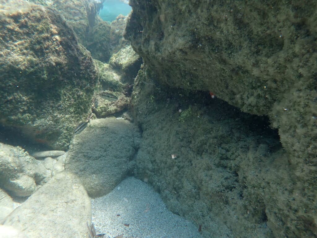 African Rabbitfish in a marine aquarium