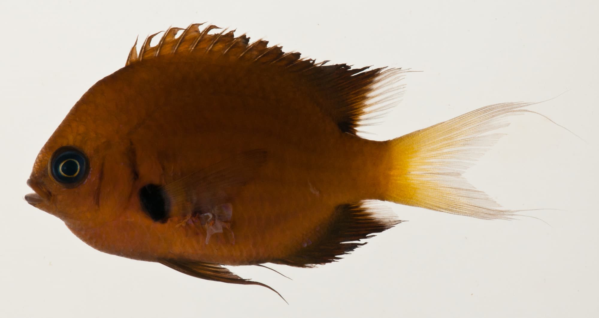 Agile Chromis in a marine aquarium