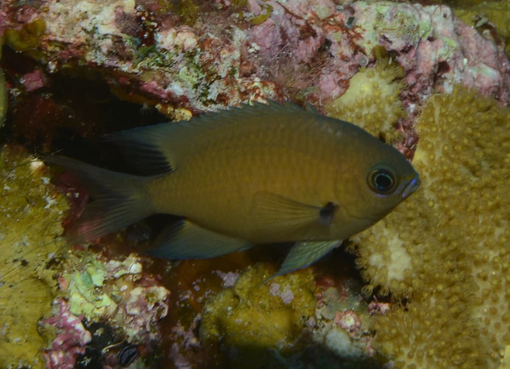 Agile Chromis in a marine aquarium