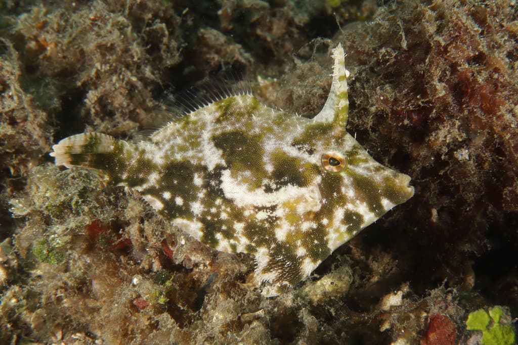 Aiptasia-Eating Filefish showing bristle-like texture