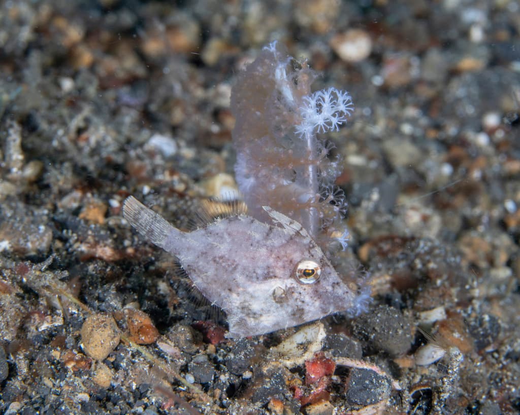Aiptasia-Eating Filefish profile