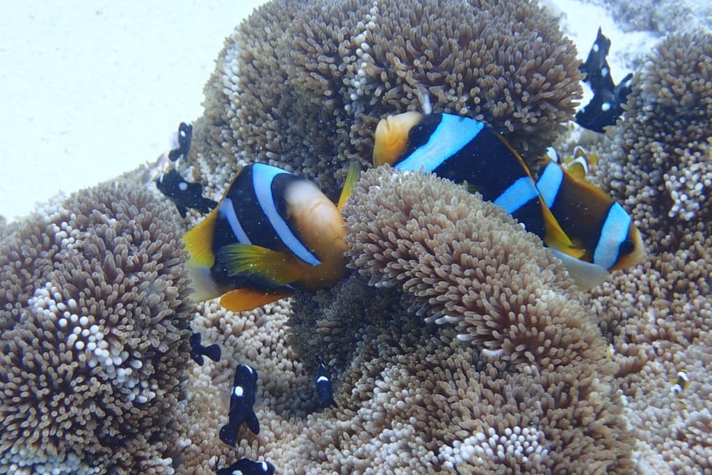Allard's Clownfish in a marine aquarium