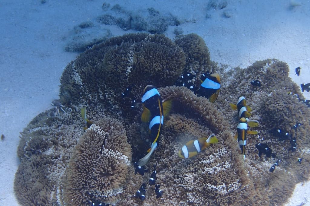 Allard's Clownfish in a marine aquarium