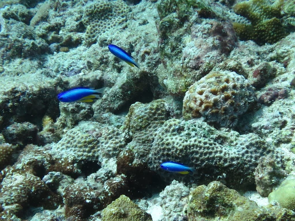 Allen's Damselfish in a marine aquarium