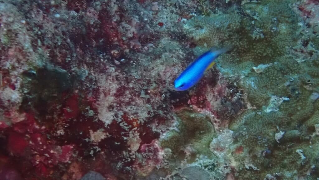 Allen's Damselfish in a marine aquarium