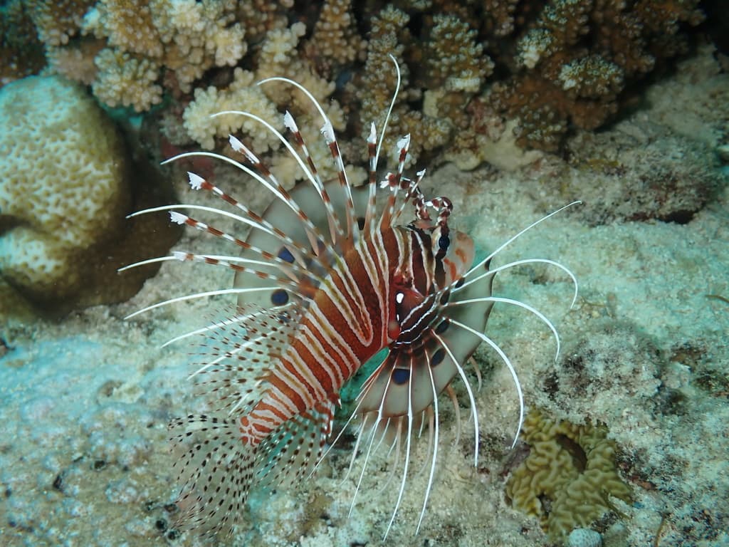 Antennata Lionfish in a marine aquarium
