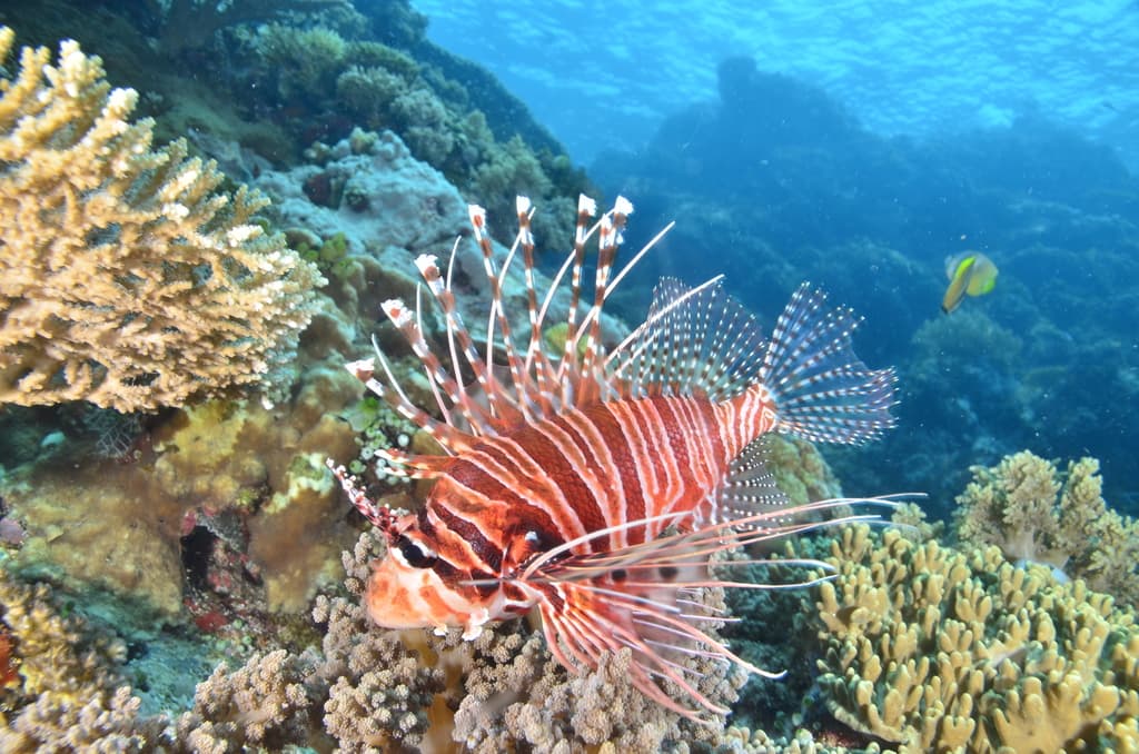 Antennata Lionfish in a marine aquarium