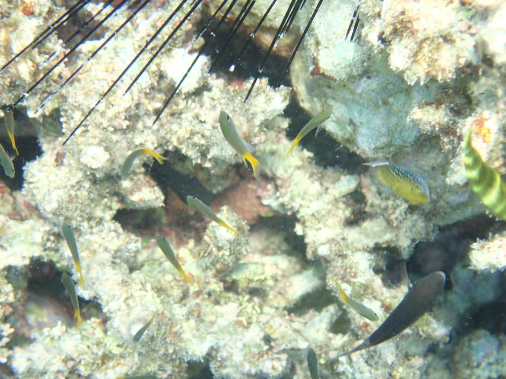 Arabian Damselfish in a marine aquarium