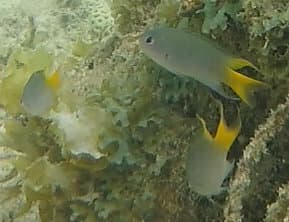 Arabian Damselfish in a marine aquarium