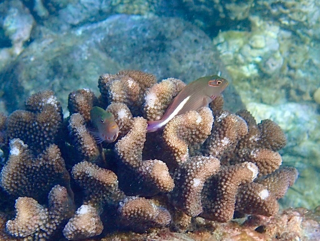 Arc-Eye Hawkfish in a marine aquarium