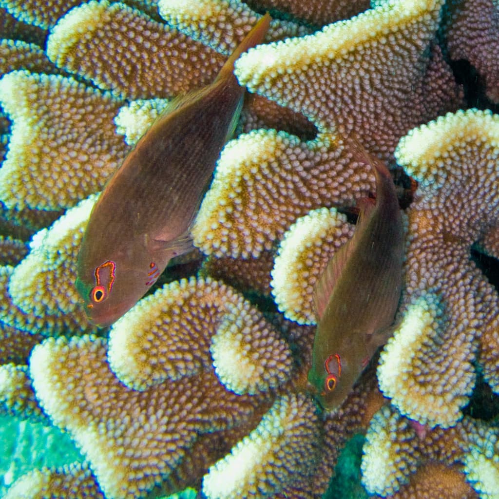 Arc-Eye Hawkfish in a marine aquarium