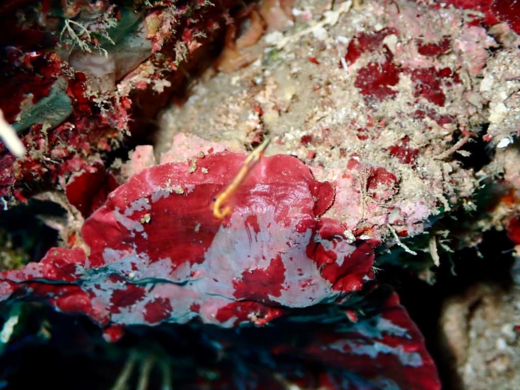 Arrow Blenny in a marine aquarium