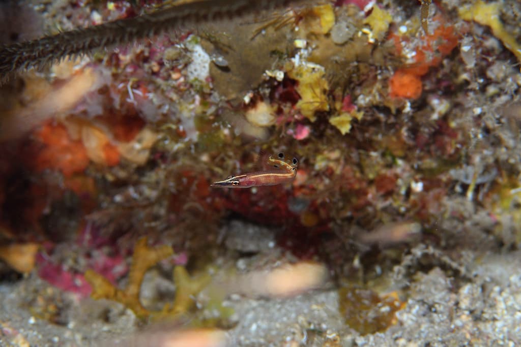 Arrow Blenny in a marine aquarium
