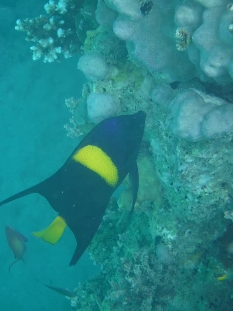 Asfur Angelfish in a marine aquarium