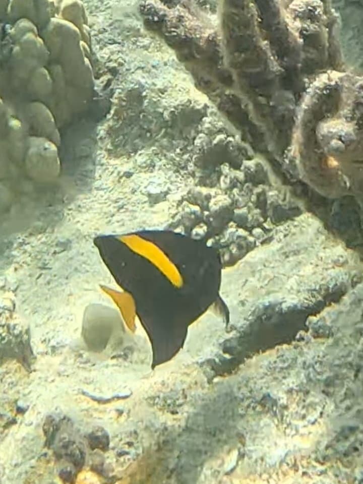 Asfur Angelfish in a marine aquarium