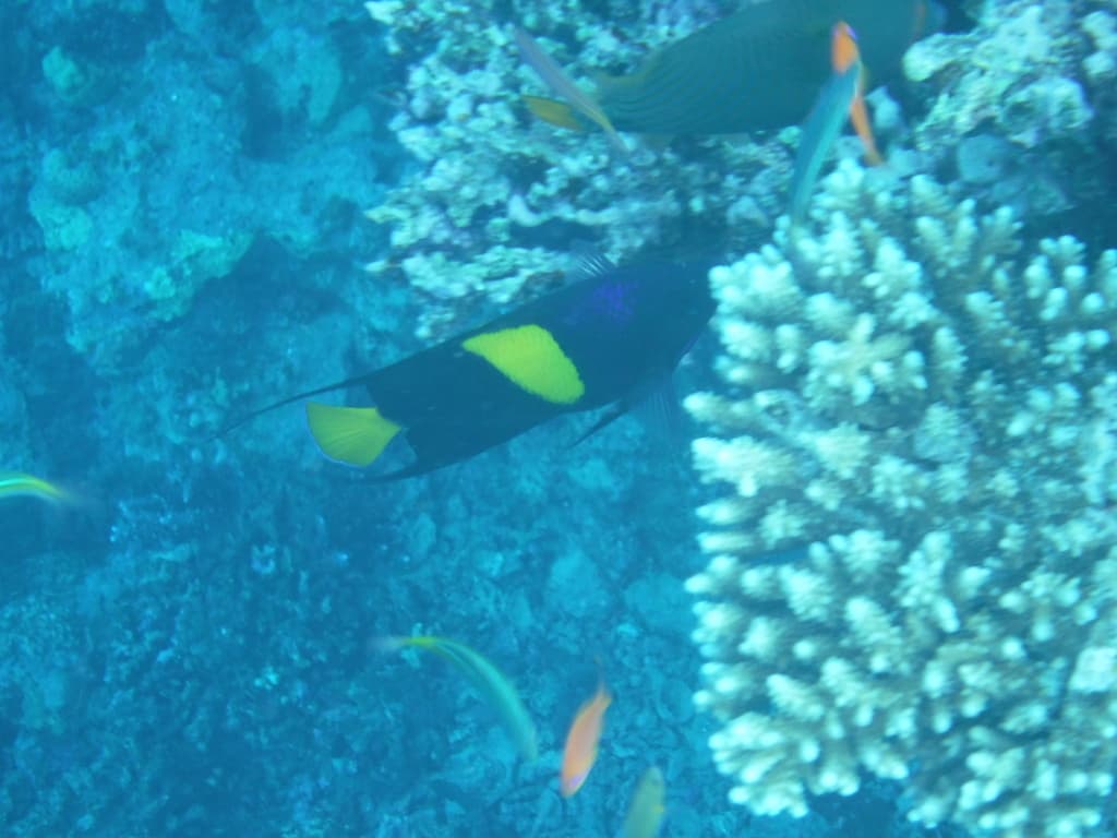 Asfur Angelfish in a marine aquarium