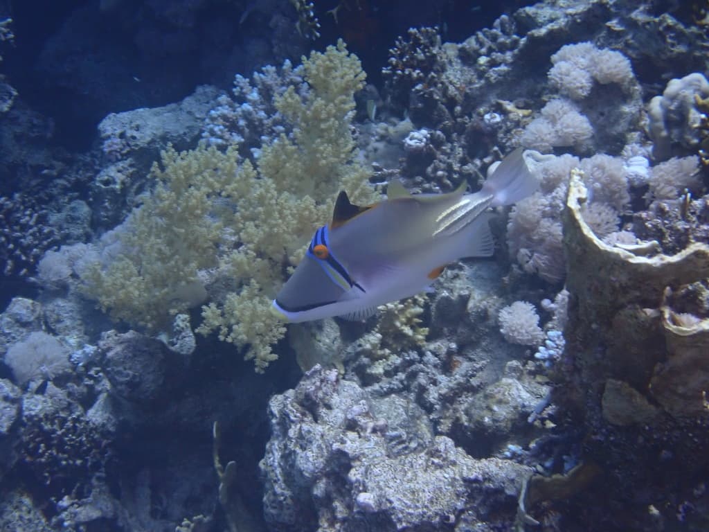 Assasi Triggerfish in a marine aquarium