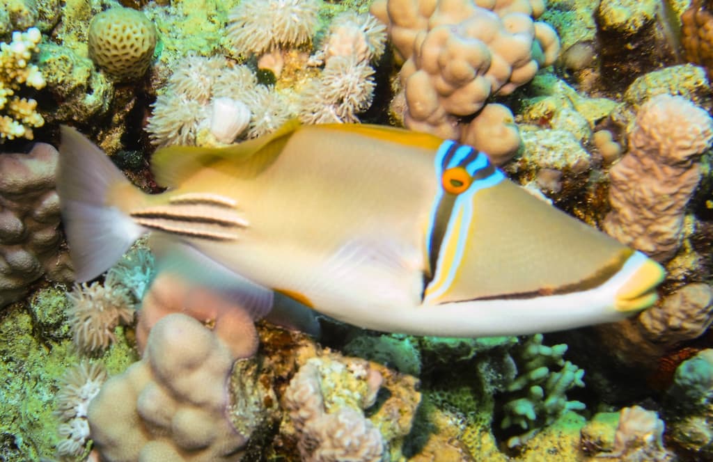 Assasi Triggerfish in a marine aquarium