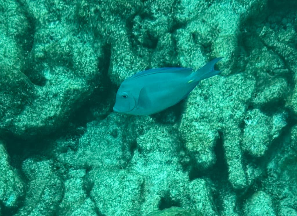 Atlantic Blue Tang in a marine aquarium