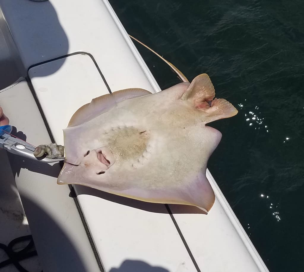 Atlantic Stingray in a marine aquarium