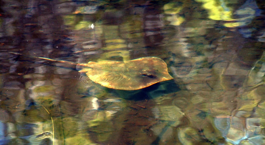 Atlantic Stingray in a marine aquarium