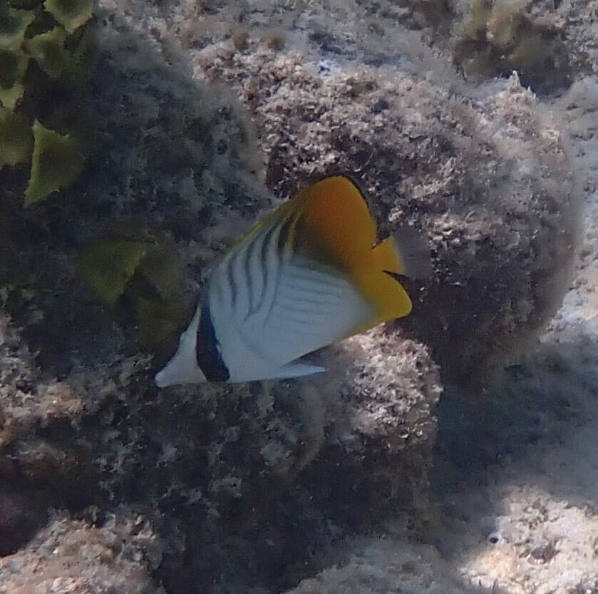 Auriga Butterflyfish in a marine aquarium