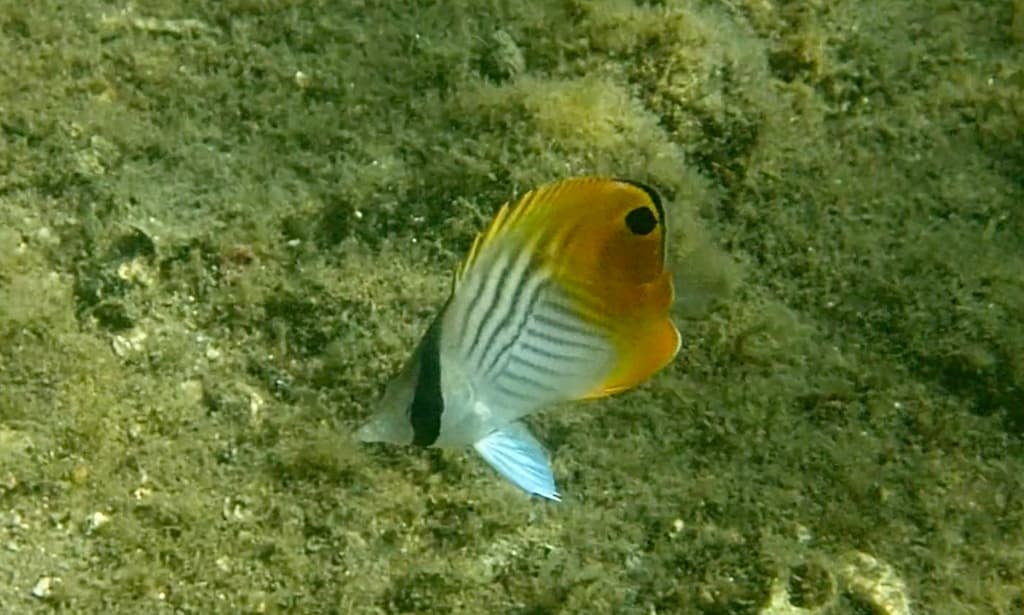 Auriga Butterflyfish in a marine aquarium