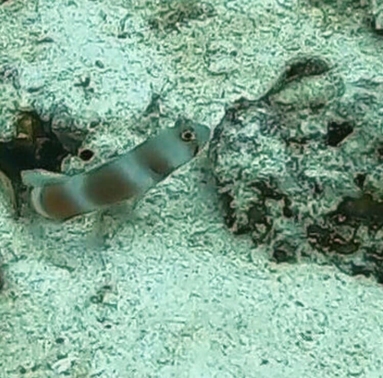Aurora Goby in a marine aquarium