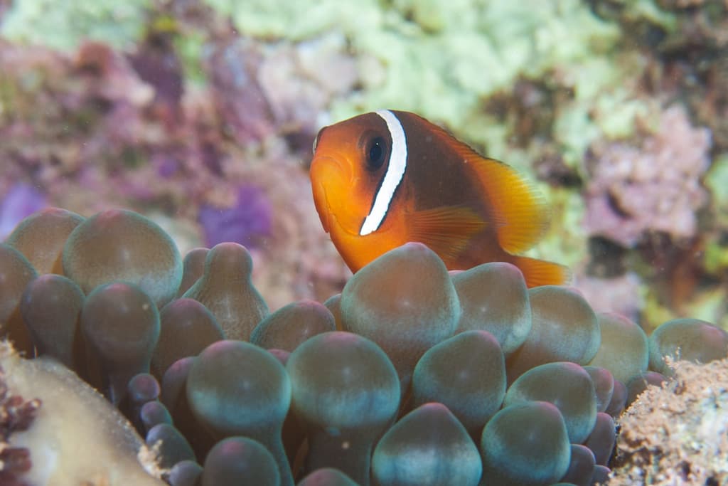 Australian Clownfish in a marine aquarium