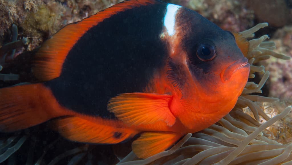 Australian Clownfish in a marine aquarium
