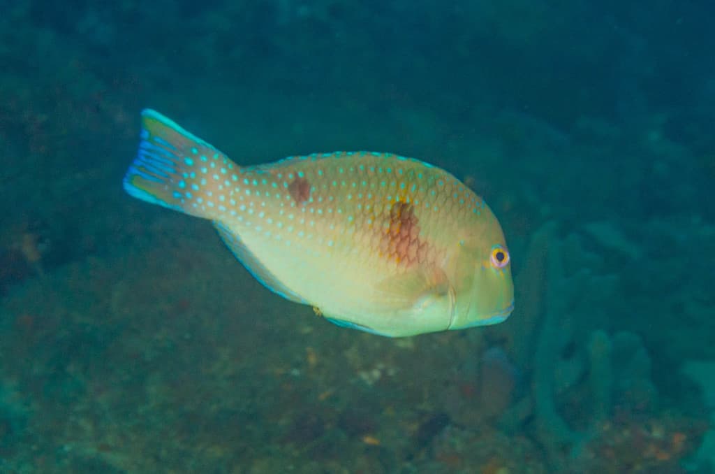 Australian Harlequin Tusk in a marine aquarium