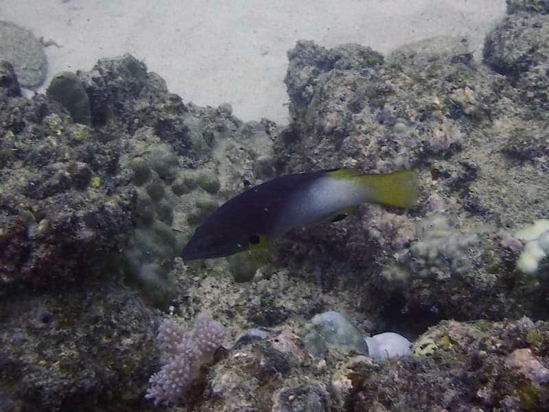 Axilspot Hogfish in a marine aquarium