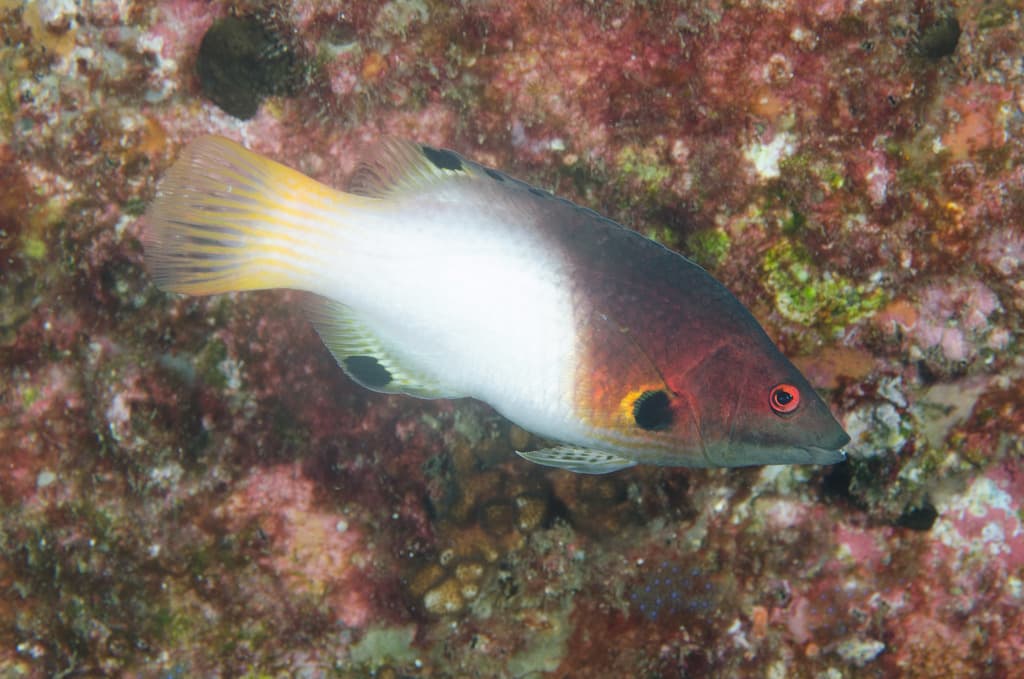 Axilspot Hogfish in a marine aquarium