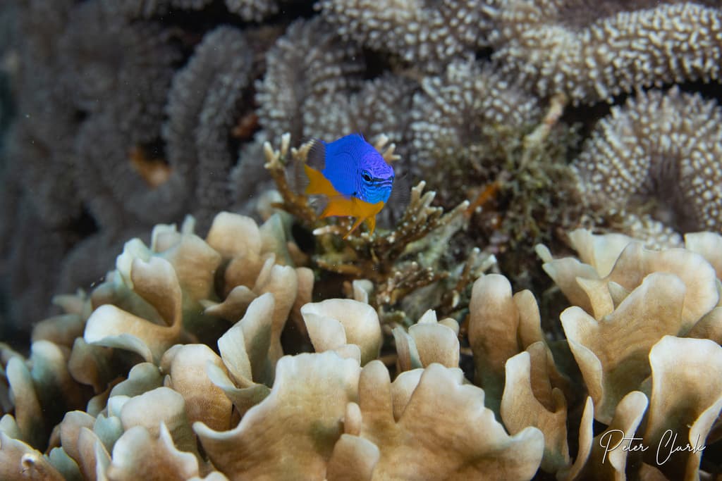 Azure Damselfish in a marine aquarium