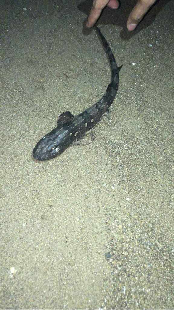 Whitespotted Bamboo Shark in a marine aquarium