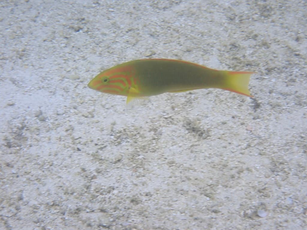Banana Wrasse in a marine aquarium