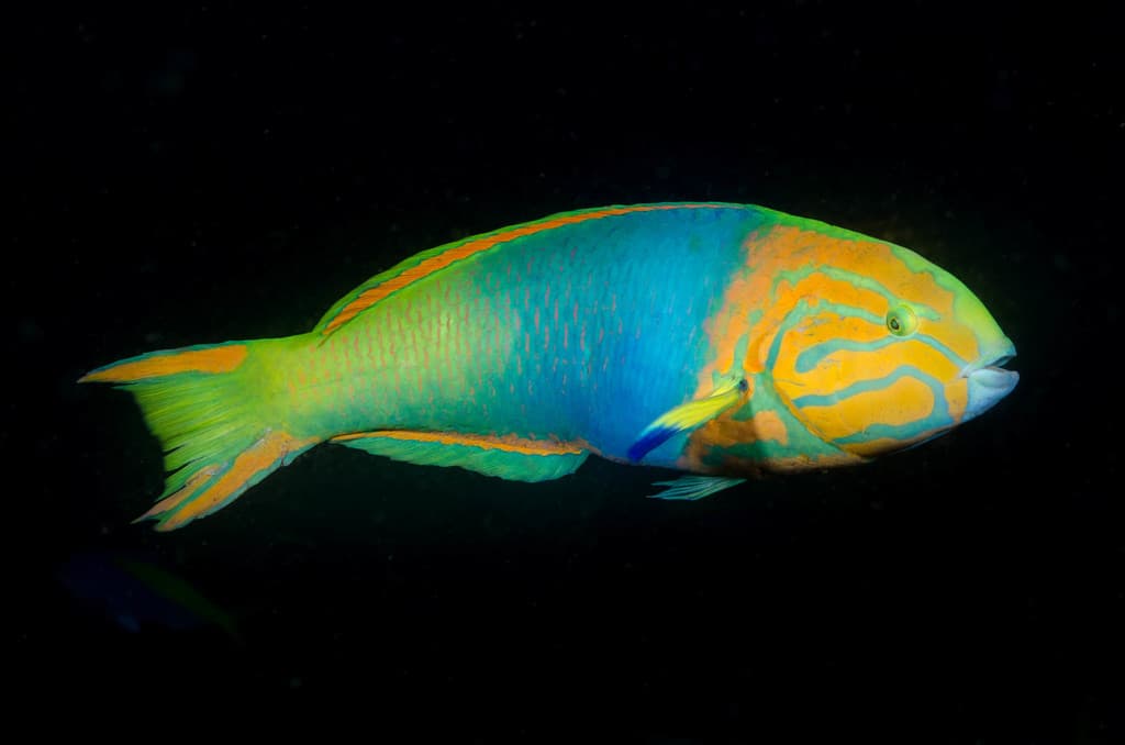 Banana Wrasse in a marine aquarium