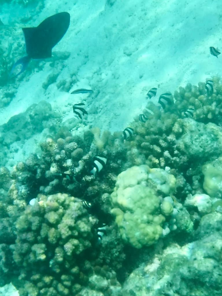 Banded Damselfish in a marine aquarium