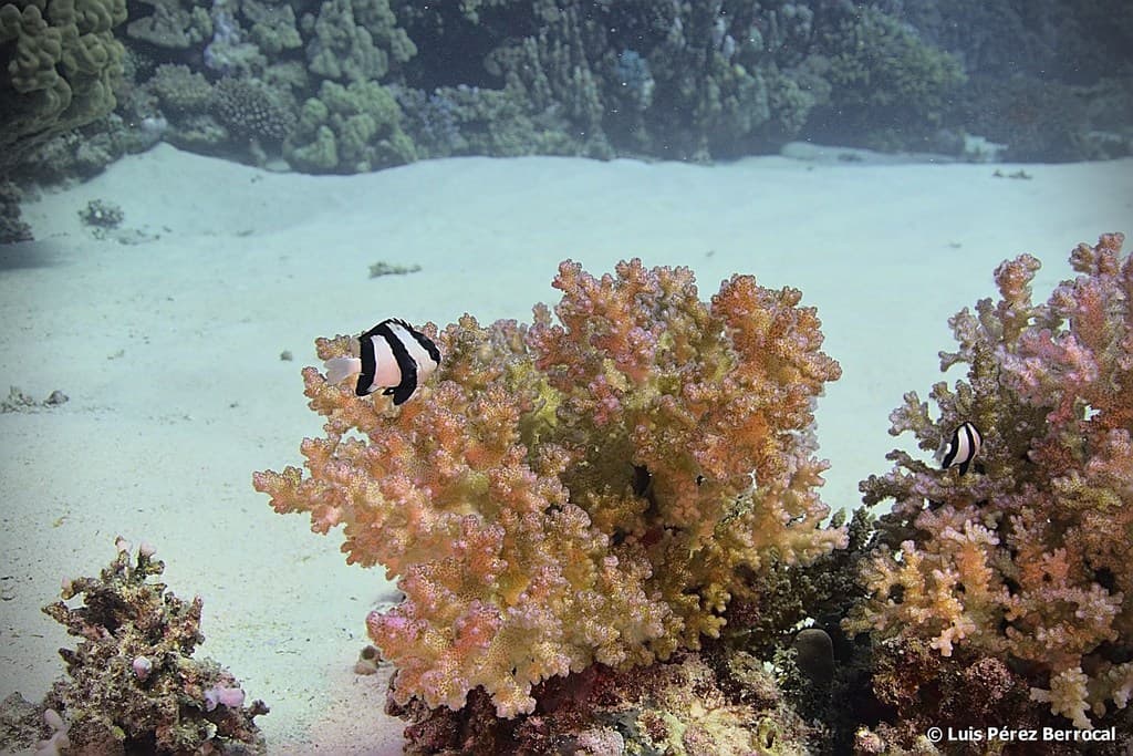 Banded Damselfish in a marine aquarium