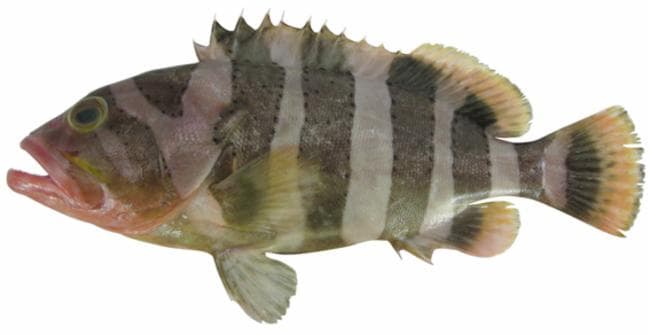 Banded Grouper in a marine aquarium