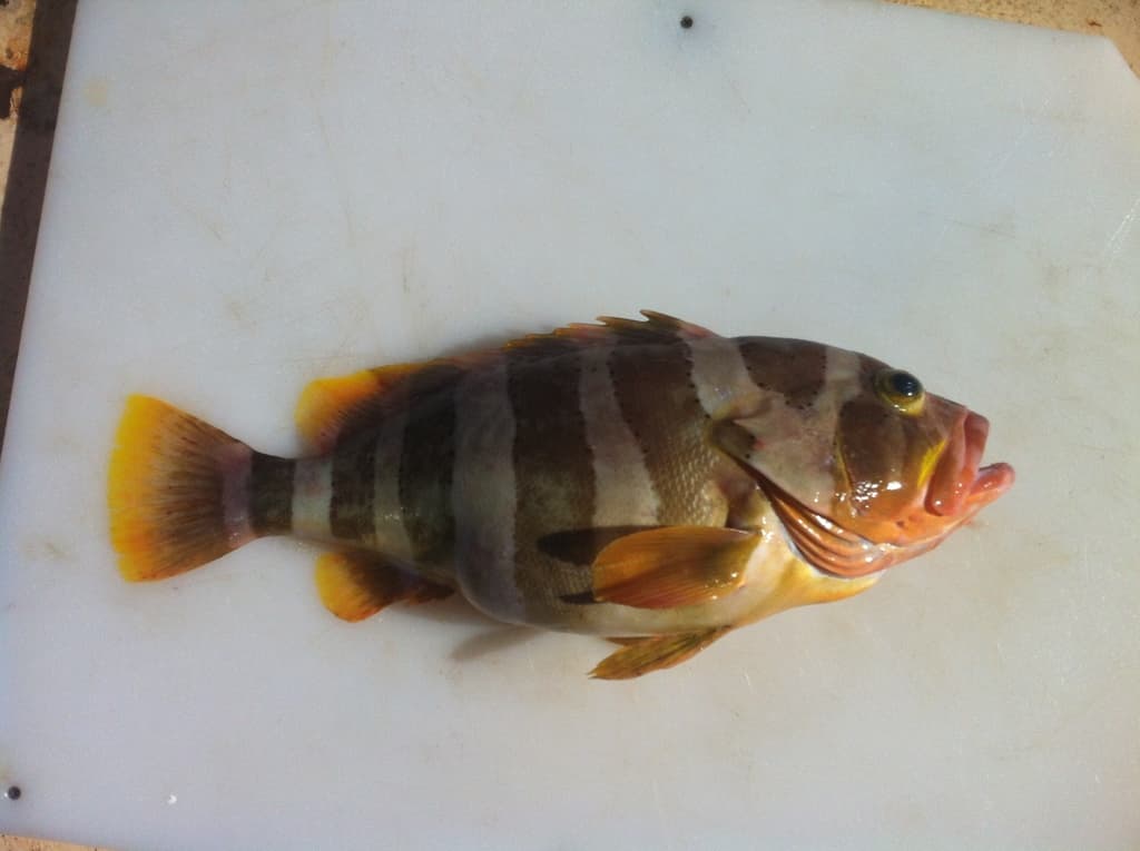 Banded Grouper in a marine aquarium