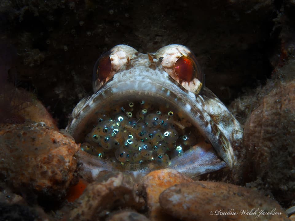 Banded Jawfish in a marine aquarium
