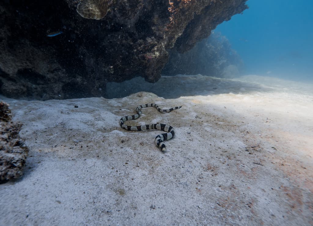 Banded Snake Eel in a marine aquarium